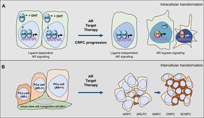 The Androgen Receptor and Its Crosstalk With the Src Kinase During Castrate-Resistant Prostate Cancer Progression